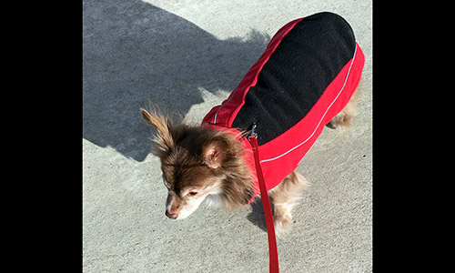 Pet of the Week