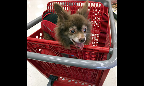 Pet of the Week