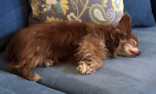Pet of the Week