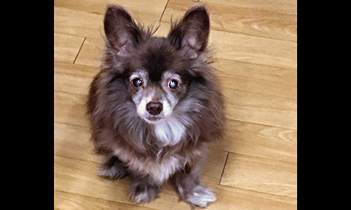 Pet of the Week