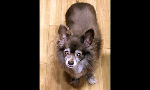 Pet of the Week