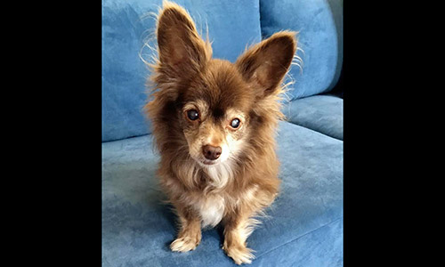 Pet of the Week