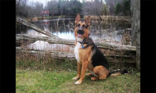 Pet of the Week