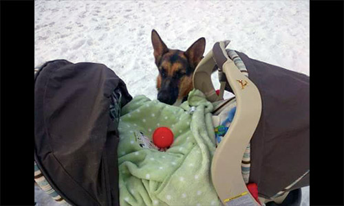 Pet of the Week