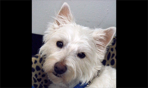 Pet of the Week