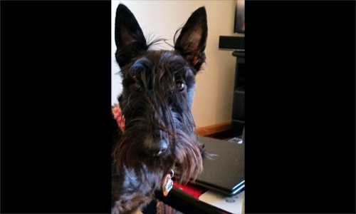 Pet of the Week