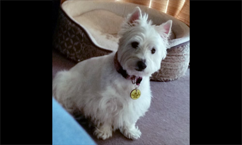 Pet of the Week