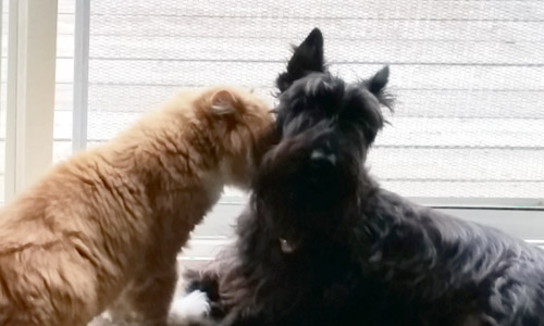 Pet of the Week