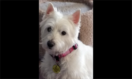 Pet of the Week