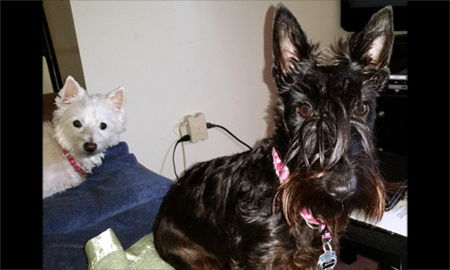 Pet of the Week