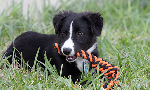 Pet of the Week