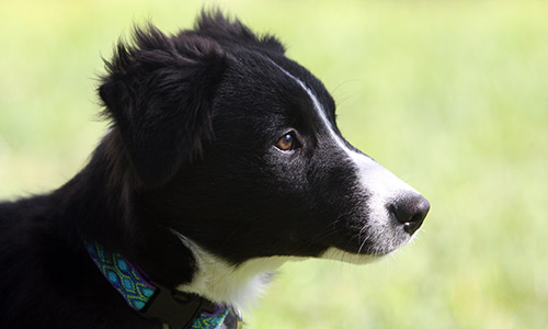 Pet of the Week