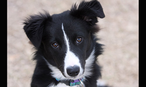Pet of the Week
