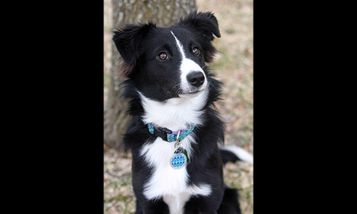Pet of the Week