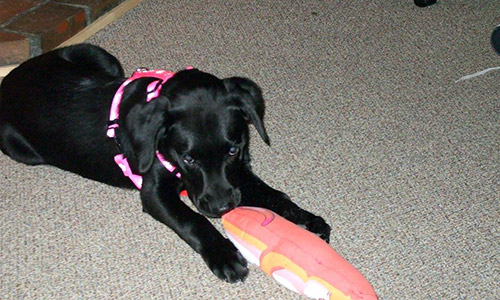 Pet of the Week