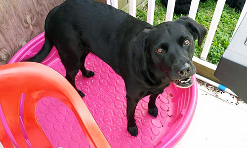 Pet of the Week