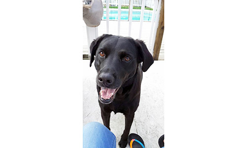 Pet of the Week