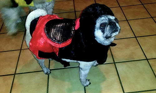 Pet of the Week