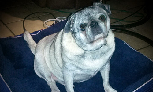 Pet of the Week