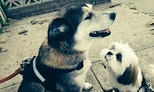 Pet of the Week