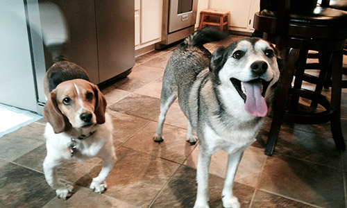 Pet of the Week