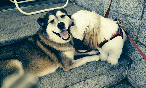 Pet of the Week