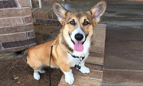 Pet of the Week