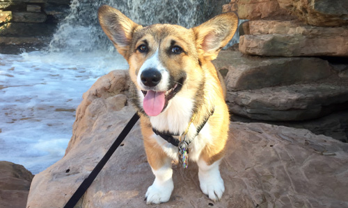 Pet of the Week