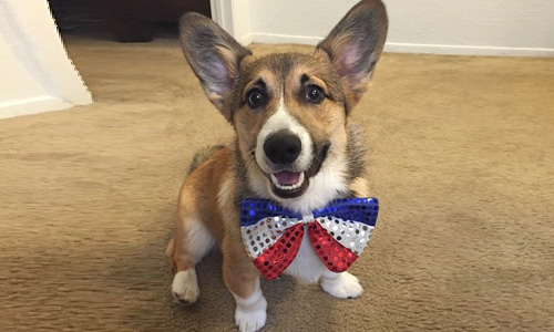 Pet of the Week