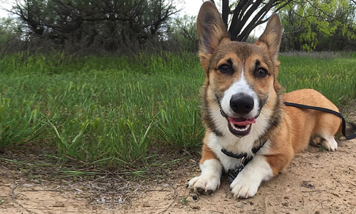 Pet of the Week