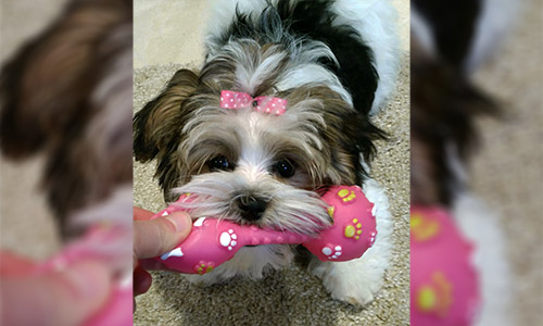 Pet of the Week