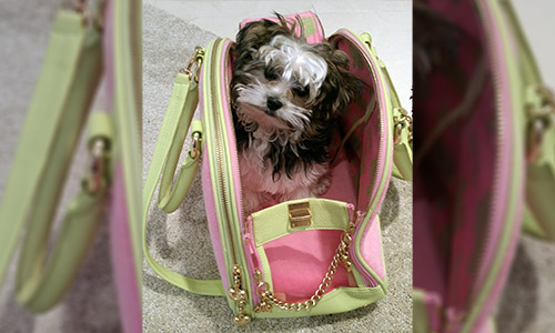 Pet of the Week
