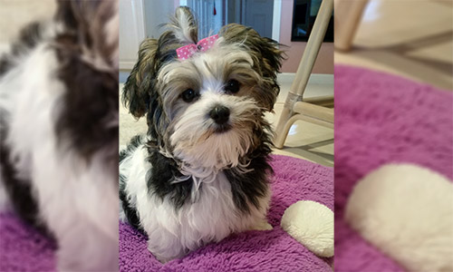 Pet of the Week