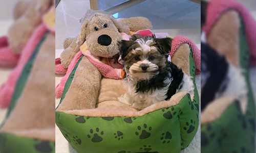 Pet of the Week