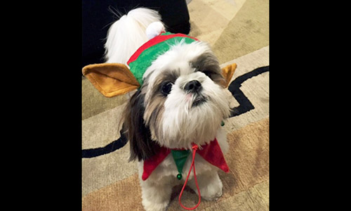 Pet of the Week