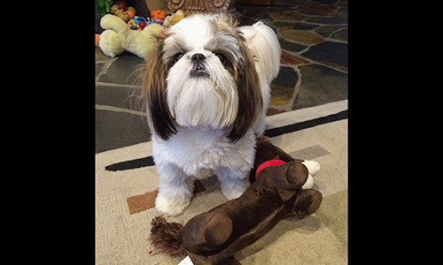 Pet of the Week