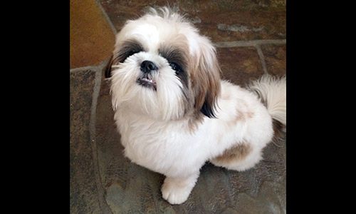 Pet of the Week
