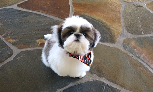 Pet of the Week