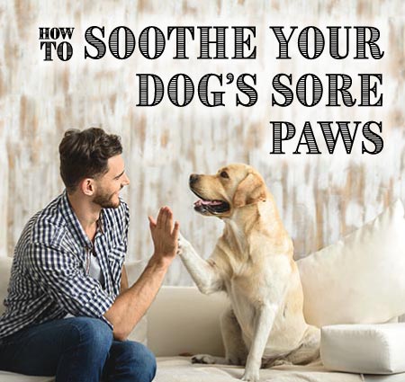 How to Soothe Your Dog's Sore Paws; image is man and labrador high fiving