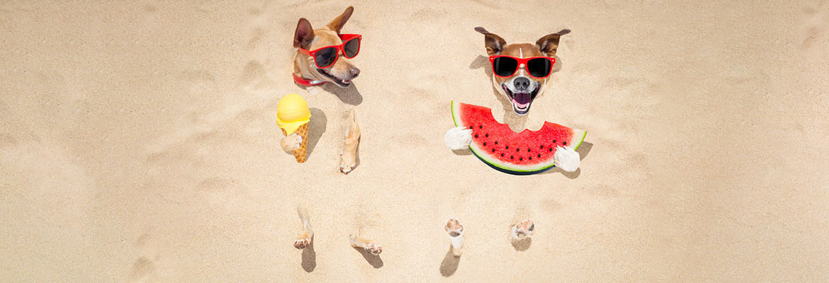 Kirby the Dorkie Canine Chef Cookbook