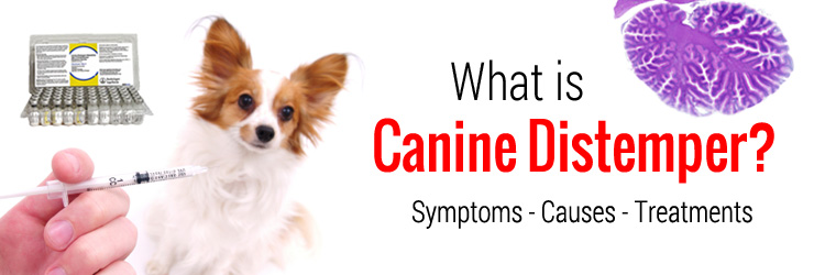 What is Canine Distemper? Symptoms - Causes - Treatments