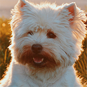 link to A Forever Home: Smart Adoption Tips For Rescue Dogs