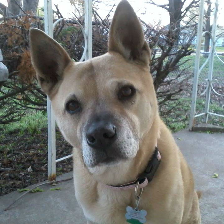 These 25 Adorable Mutts Show How Awesome Mixed Breed Dogs Really Are!