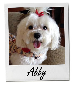 Pet of the Week photo