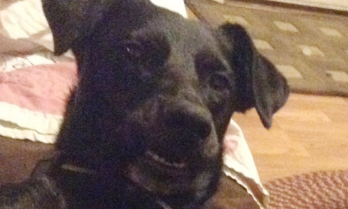 Pet of the Week