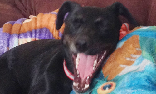 Pet of the Week