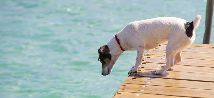 Making Your Home Pet Friendly