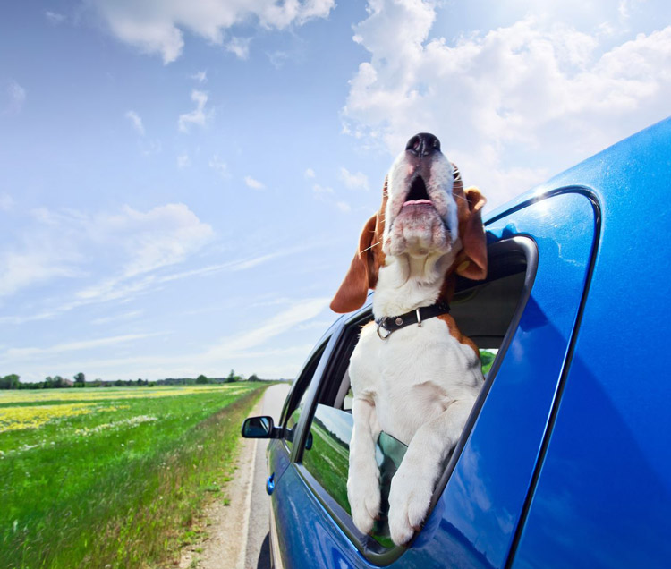 Making Your Home Pet Friendly