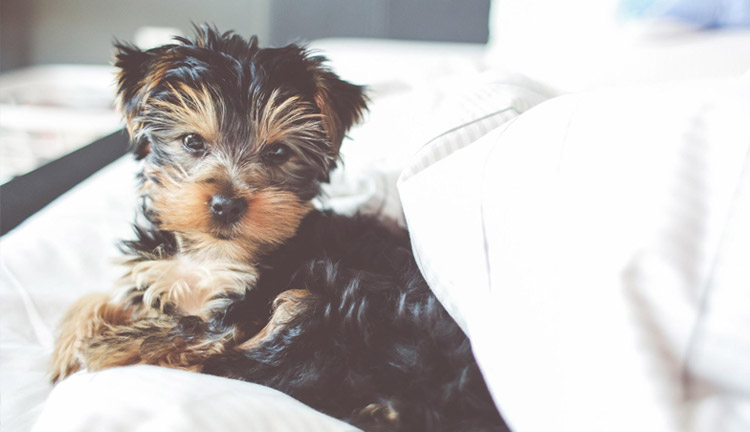 Making Your Home Pet Friendly