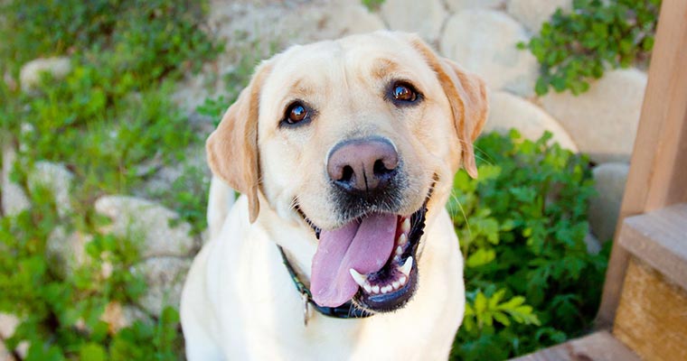 dog looking up